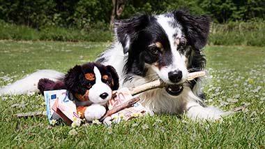 Hund kaufen