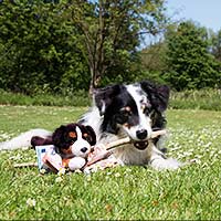 Hund kaufen