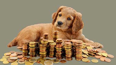Hundesteuer Hundesteuer Bochum