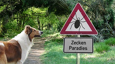Hund Zecken Zeckenbiss Zecken Hund Zeckenbiss
