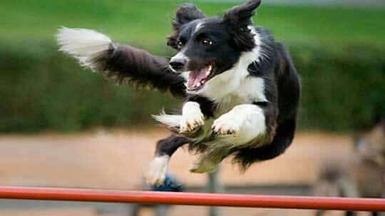 Agility Huerde