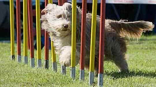 Agility Slalom Hundeschule Bochum