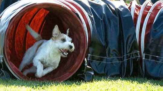 Agility Tunnel
