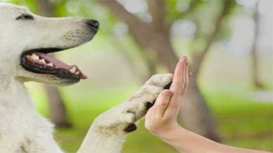 Gewaltfreie Hundeausbildung