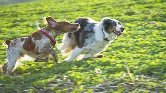 Hunde-Spiel-Stunde