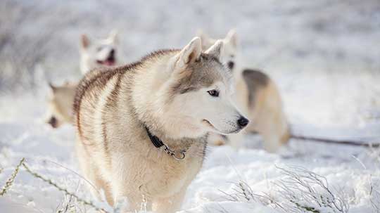 Hundeschule Bochum | SanftePfote Hundetrainer