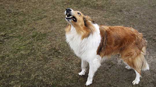 Hundeschule Bochum Hundetrainer