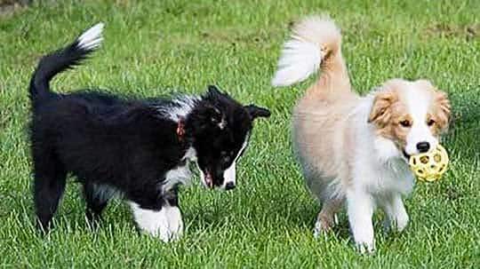 Hunde Welpen Schule Bochum