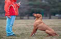 Hundeschule Bochum Hundeerziehung