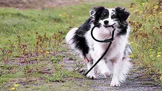 Hundeerziehung Hundeschule Bochum