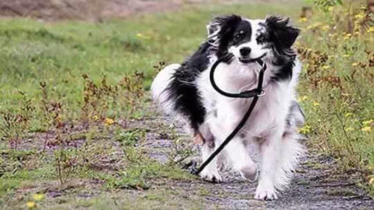 Hund beim Training der Leinenführigkeit