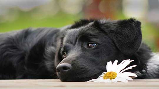 Hundeschule Bochum Hundetrainer