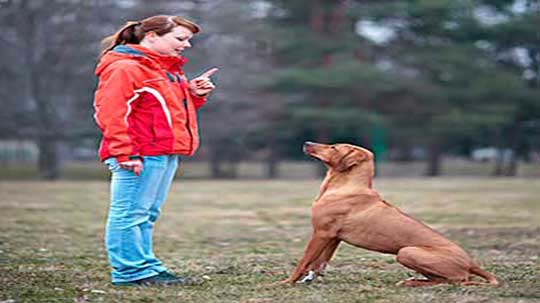 Hundeschule Wie erziehe ich meinen Hund richtig
