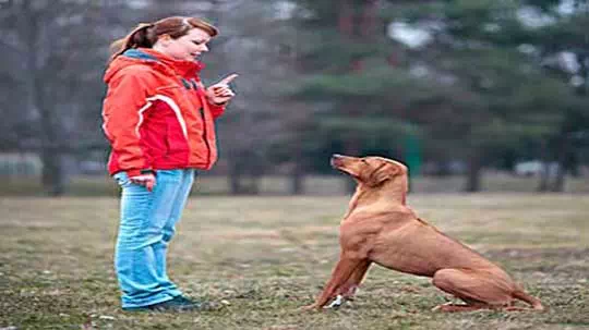 Hundetrainerin beim Einzeltraining mit einem Hund