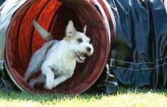 Hundeschule Bochum Agility