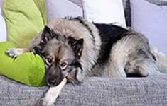 Hundeschule Bochum Hausbesuch