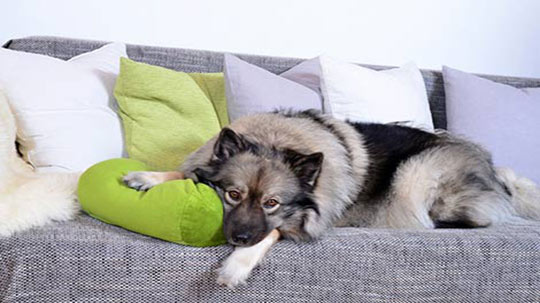 Hundeschule Hausbesuch
