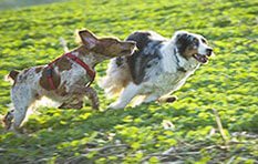 Hundeschule Bochum Hunde Spiel Stunde