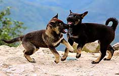 Hundeschule Bochum Junghundkurs