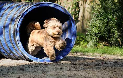 So läuft das Agility-Training ab