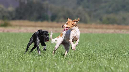 Hundeschule Bochum Hundetrainer