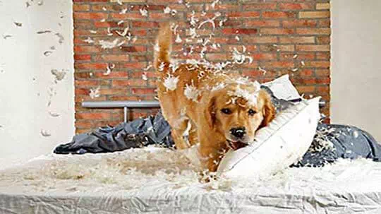 Hundeverhalten dort beobachten, wo es auftritt