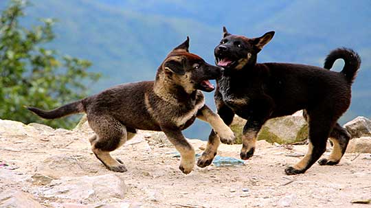 Bochum Jung Hund Gruppe