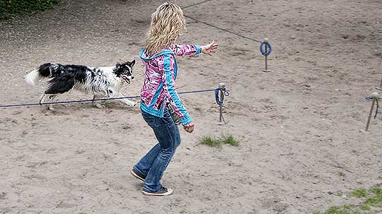 Longieren mit Hund