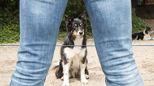 Hund longieren Bochum